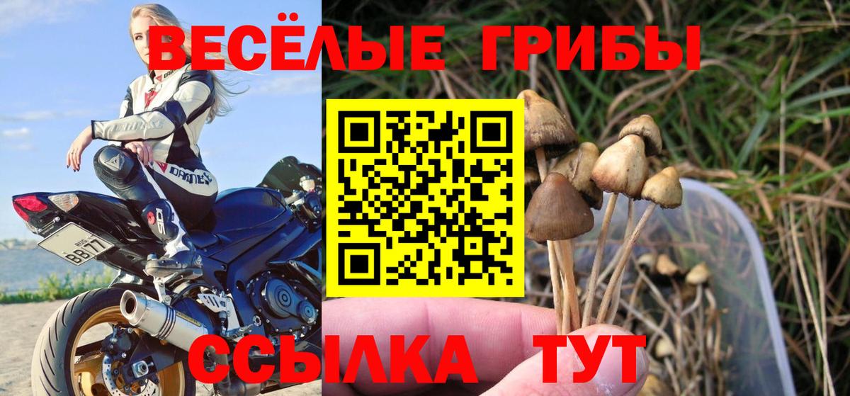 Рассказово  Псилоцибиновые грибы Psilocybe  Вход с VPN 